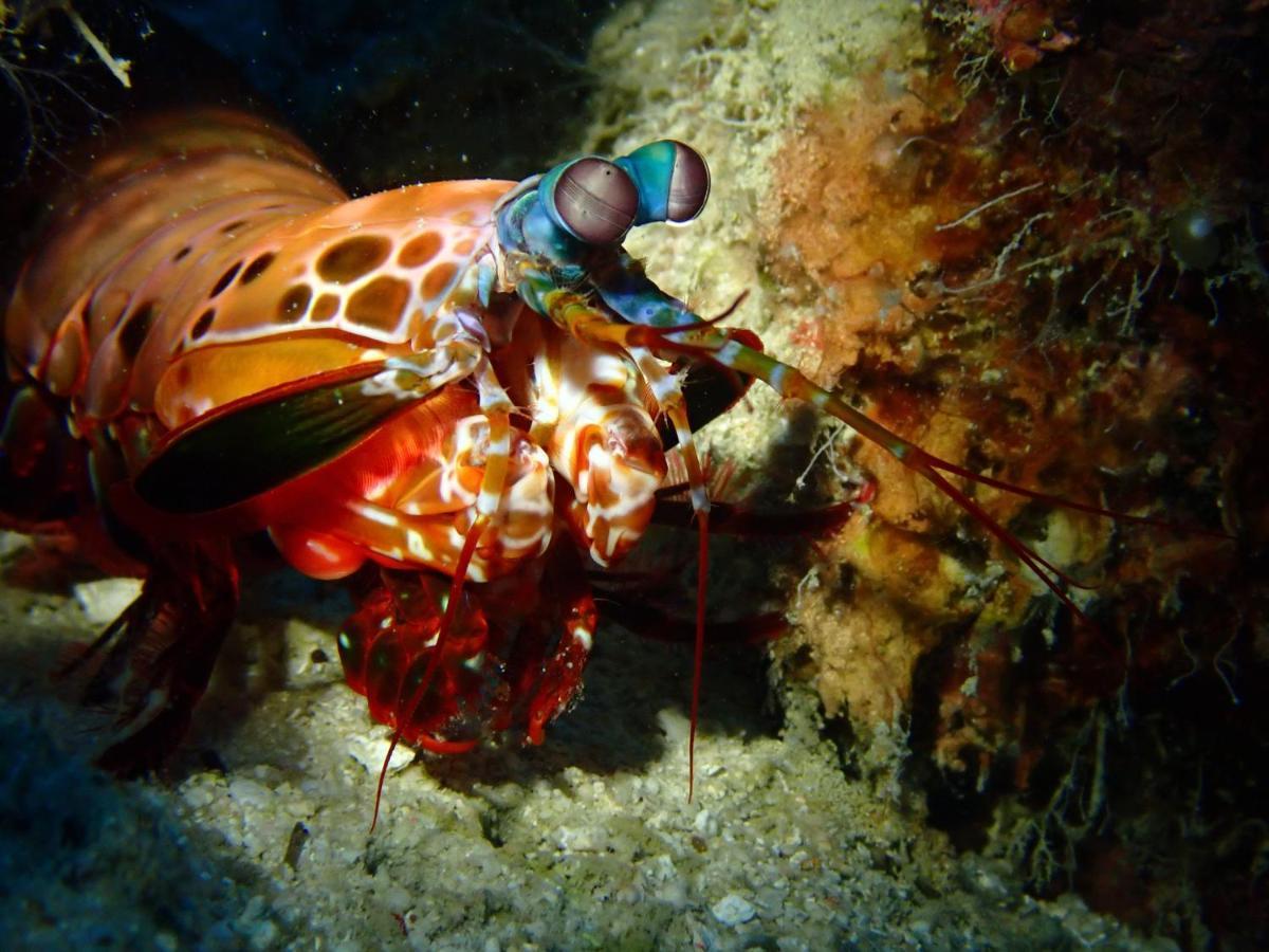 Alegria Dive Resort Kültér fotó