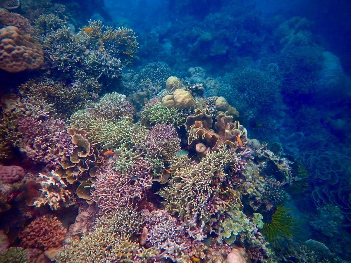 Alegria Dive Resort Kültér fotó